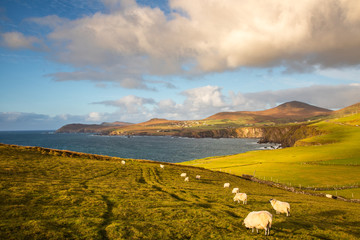 Sheeps in the wonderful scenery of Slea Head, Dingle, Ireland