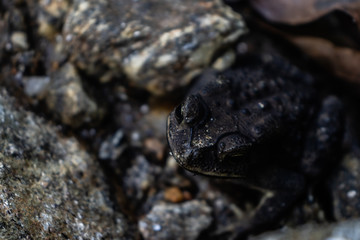 Toad Frog close up in the wild