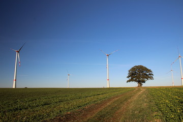 Landschaft, alte Eiche, Windräder