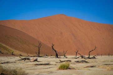 Fototapeten Deadvlei, Namibia © Ronny Gängler