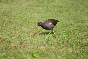 A Moorhen looking for food in the grass