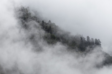 Cloudy forest on the mountain slope