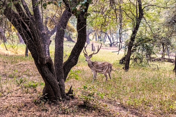 Safari tour in Ranthambore National Park, India.
