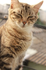 Gato tabby con sueño closeup