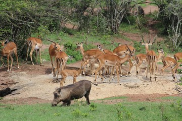 Fototapeta premium Trinkendes Warzenschwein vor Antilopenherde in Uganda Afrika - Eingeknickt
