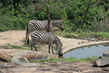 Fototapeta na wymiar Trinkende Zebras am Wasserloch