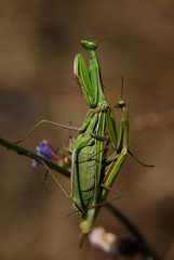 Praying Mantis mating in nature.