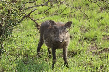 Warzenschwein  stehend mit Blick zur Kamera - Uganda in Afrika