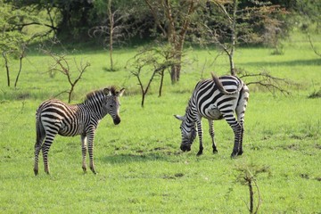 Zebras im Gras stehend in Uganda Afrika