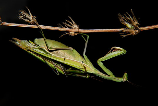 Praying Mantis Mating In Nature.