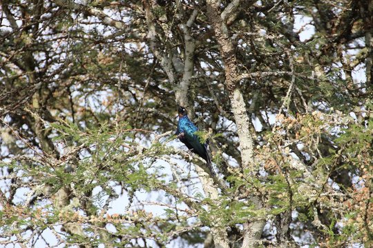 Blauer Vogel im Baum sitzend - Uganda Afrika