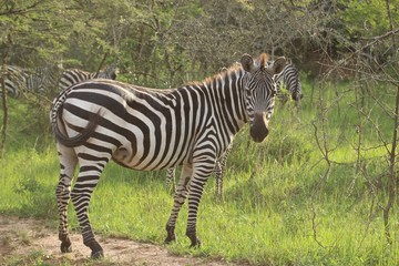 Fototapeta na wymiar Zebra schaut in die Kamera - Uganda Afrika