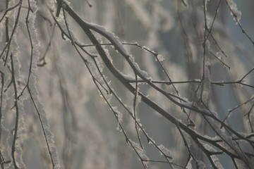 branches in snow