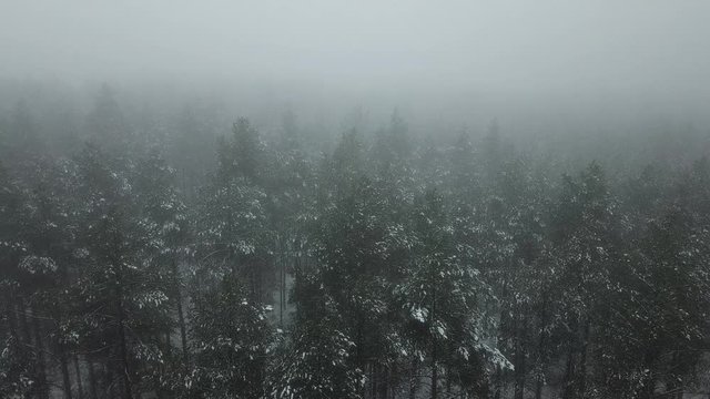 fog haze gray gloomy forest trees road path nature winter snow
