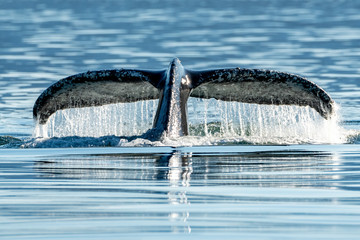 Buckelwal in Alaska