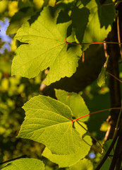 Leaves of wild grapes lit by sunlight