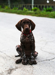 German short-haired pointer laying outdoors. Natural light and colors. Kurzhaar
