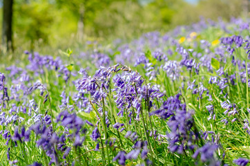 Obraz premium Selective focus of common bluebells growing in spring