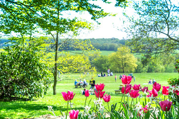 Selective focus of tulips blooming in springtime as people enjoy picnics in the countryside, Kent, England