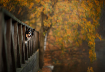 dog autumn on nature. active Pet in the Park. Yellow foliage, border collie tricolor