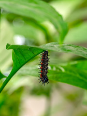 Сaterpillar of butterfly - Stock Image