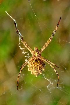 Spider on a spider web- Stock Image