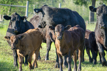 cows in a field