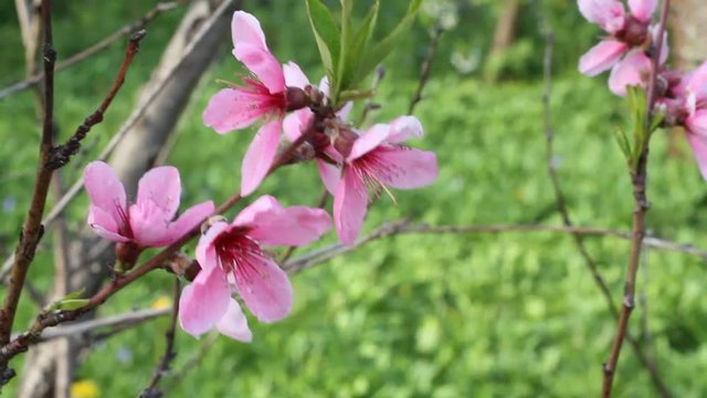 Blossoming peach tree - branch with flowers flickering in the wind on sunny spring day