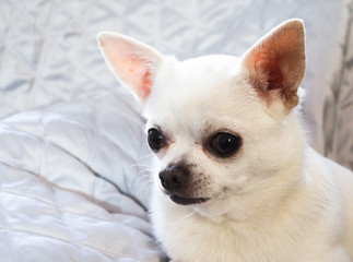 White chihuahua portrait of face