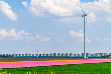 Landscape with flower fields and windmills. Spring in Holland. Dutch province Flevoland.