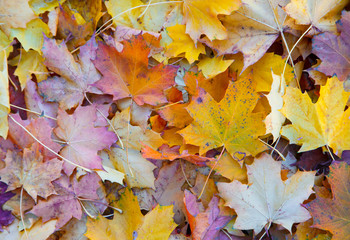 Naklejka na ściany i meble Autumn leaves on ground