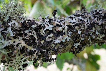 Lichen on Tree