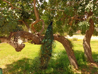 peacock resting on tree