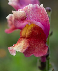 Snap Dragon