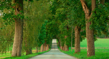 The Field's Green Road