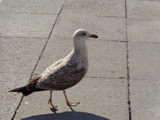 gull is walking across the square