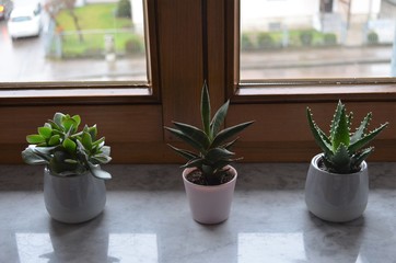 three cactus plants on a windowsill in a row as decoration inspiring idea for the bedroom