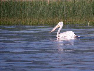 A pelican swimming at the Lake Skadar / Montenegro