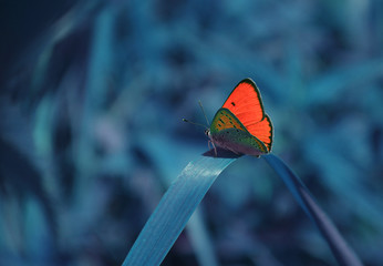 Czerwony motyl na łące, w abstrakcyjnych kolorach © Joanna Posiak