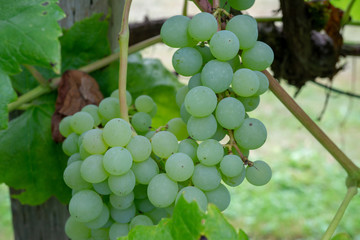 Grapes on the Vines