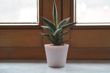 green spiky plant in a white pot on a windowsill as decoration
