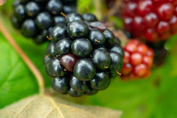 Blackberries