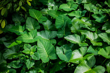 tropical leaves green background