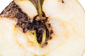 Close up Boring trace of a codling moth Cydia Pomonella, in a half wormy apple.