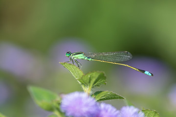 ヒヌマイトトンボ