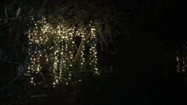 fairy lights in tree
