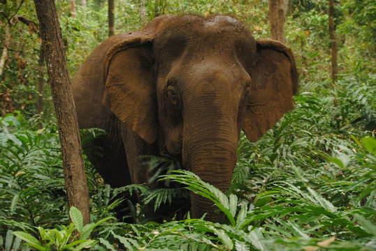 El&eacute;phant dans la for&ecirc;t primaire du Mondolkiri