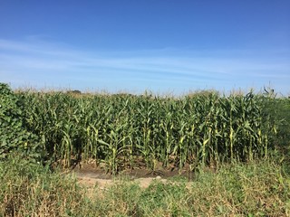 field, corn, agriculture, sky, farm, green, nature, crop, landscape, maize, plant, blue, summer, food, cornfield, farming, rural, grass, clouds, countryside, country, harvest, grow, wheat, cloud