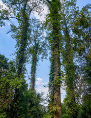 Tall trees with entwine plant around them