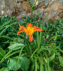 Obraz premium Wild orange lily flowers in nature wiht a wall in the background